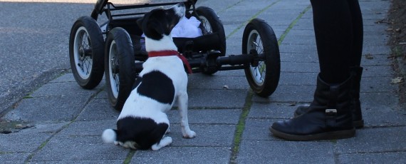 Blijf uw hond de baas